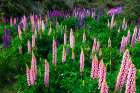 Lupine near Lindis Valley, Otago, South Island, New Zealand Art Print